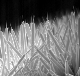 ZnO Nanorods