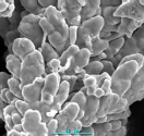Cu/Sn Diffusion